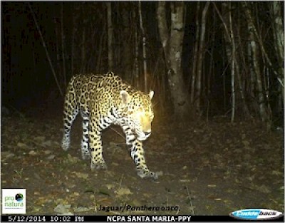 Education about Jaguar Population in Yucatan Mexico