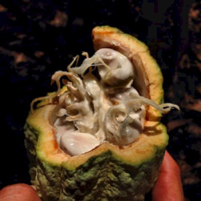 Open cacao pod in Yucatan