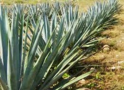 Henequen Production in Yucatan Mexico