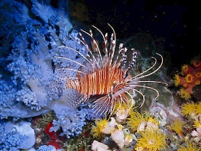 Lionfish in Yucatan Mexico