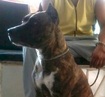 Fundraising for Dog in Merida Yucatan Mexico