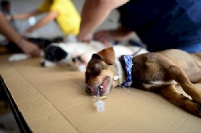 Pet Care in Merida Yucatan Mexico