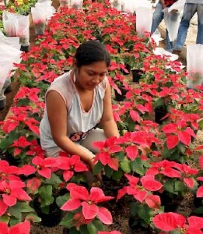 Flower Industry in  Yucatan Mexico