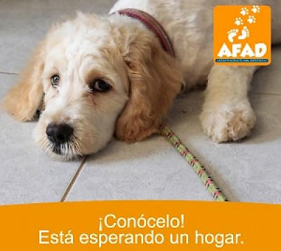 Afad Animal Shelter in Yucatan Mexico