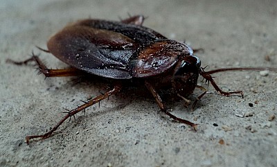 Cockroach / Palmetto Bug