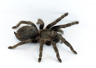 Red Rump Tarantula