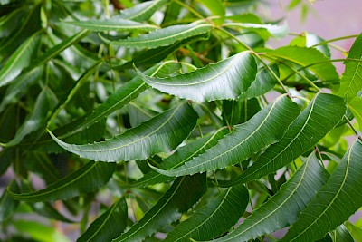 Neem Leaves
