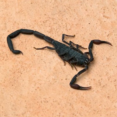 Scorpion